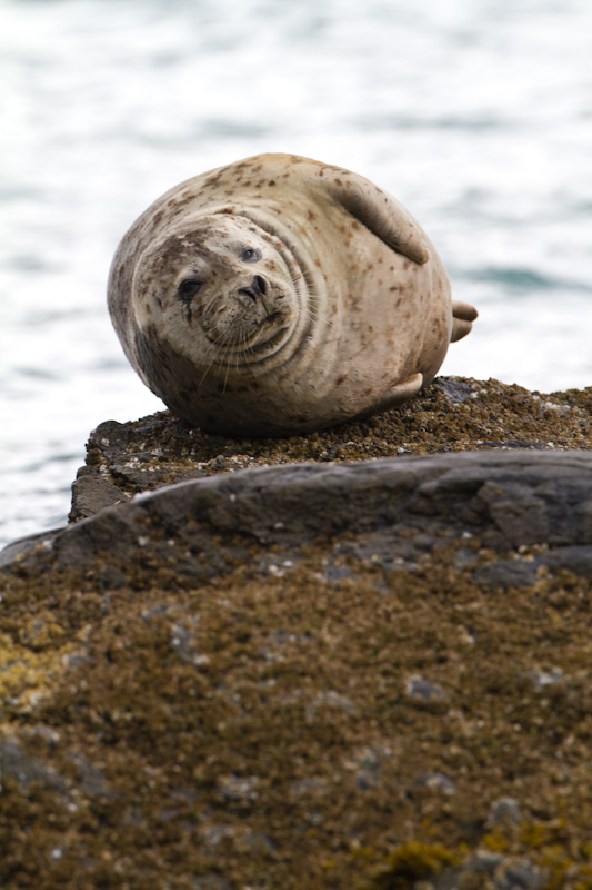 Harbor Seal